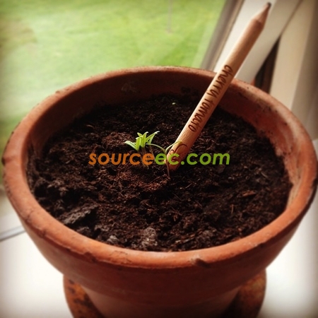 Customization Environmental Pot Pencil Corporate Gifts