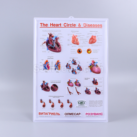 Customization 3D thermoformed wall chart Corporate Gifts